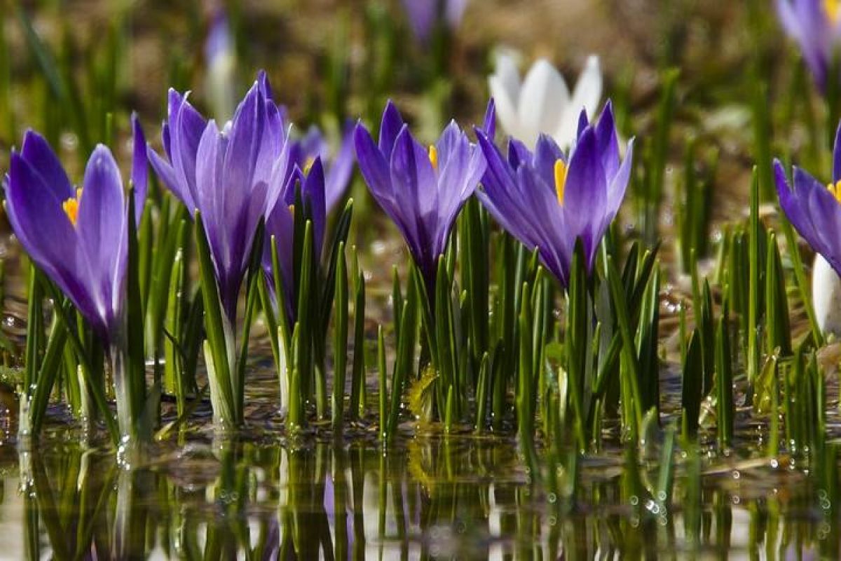 csm_Krokusse_Almenland_Foto_Adobe_Stock_Header_02_09f0a19373